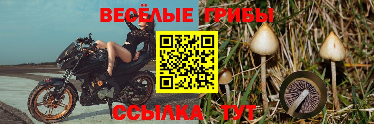 Псилоцибиновые грибы Psilocybine cubensis Железноводск